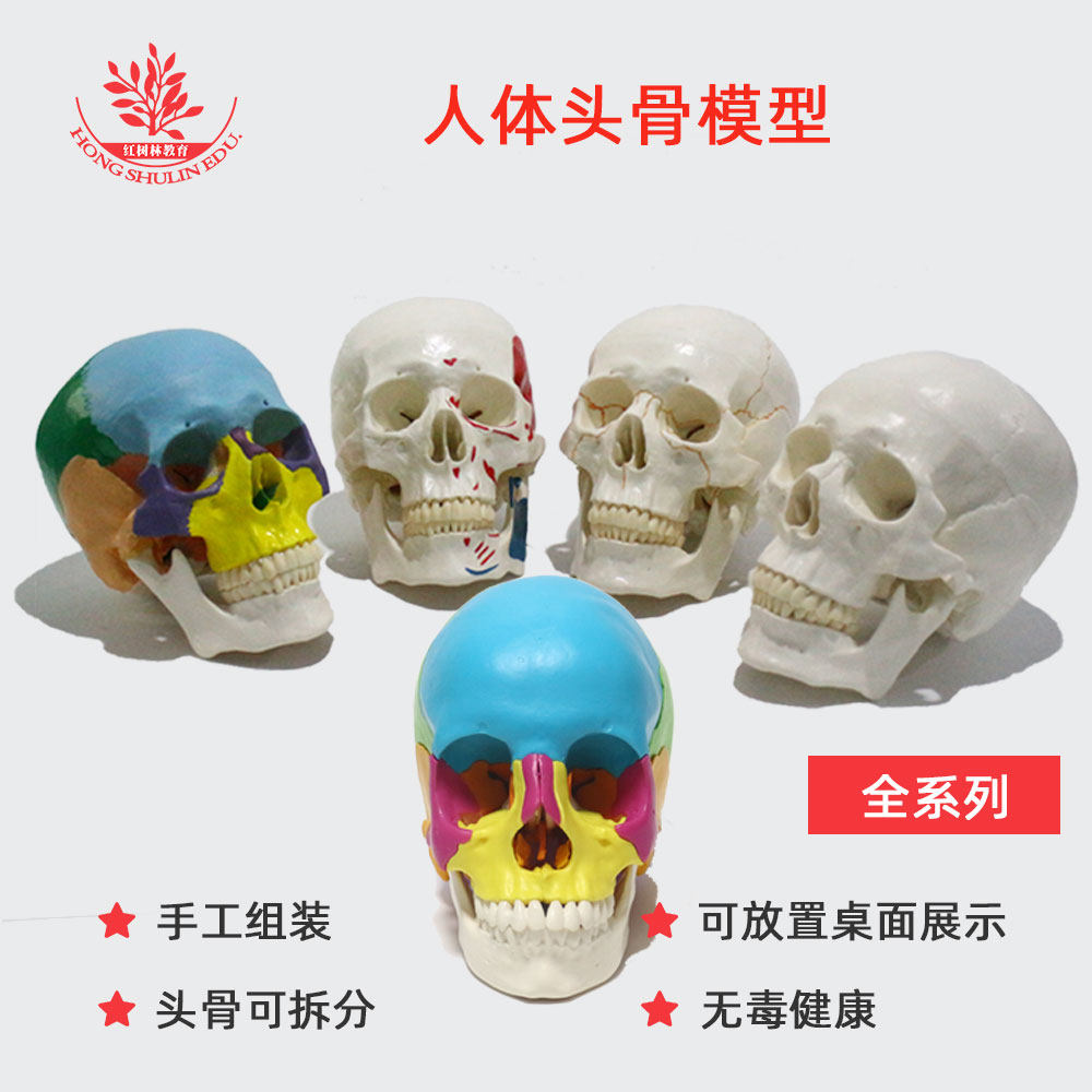 成人一比一医学仿真人体头骨模型雕塑美术绘画口腔5款可选头颅骨