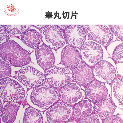 睾丸切片附睾切片组织玻片