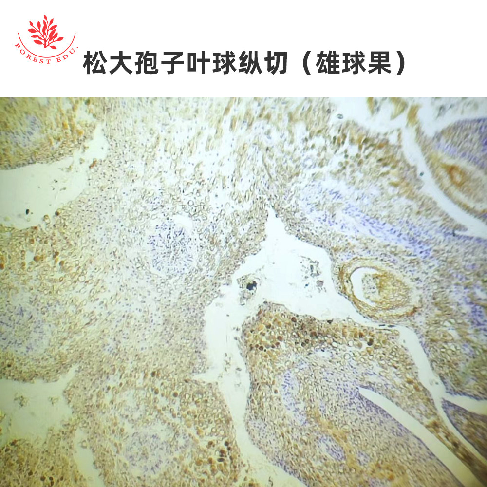 裸子植物时代显微玻片银杏叶切片松大孢子叶球纵切(雄球果)松花粉