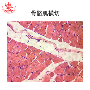 骨骼肌横切骨骼肌纵切心肌切片人体正常组织学生物显微镜玻片标本