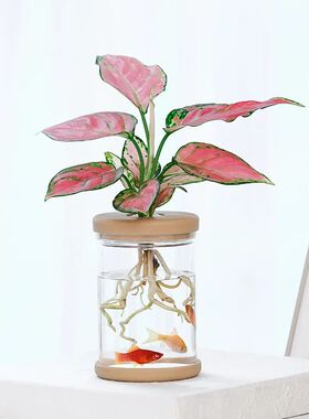 Hydroponic Flower Pot Home Vase Decor Lazy Water Absorbing F