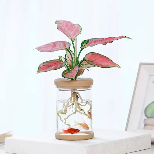 Hydroponic Flower Pot Home Vase Decor Lazy Water Absorbing F