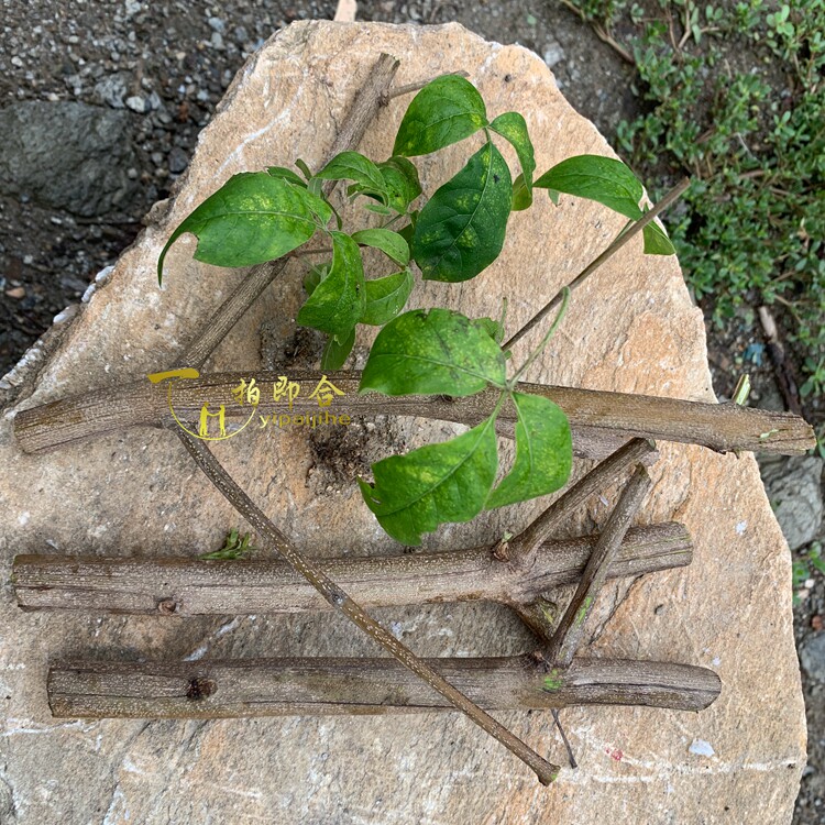 陕南秦岭山内野黄荆条粗细长短可按要求发货yipaijihe好山货