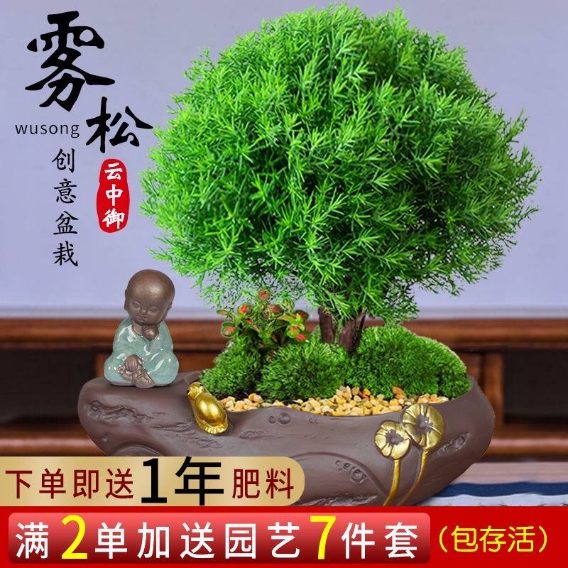 雾松盆栽植物室内花卉雾凇盆景办公室桌面观叶绿植吸甲醛易活好养
