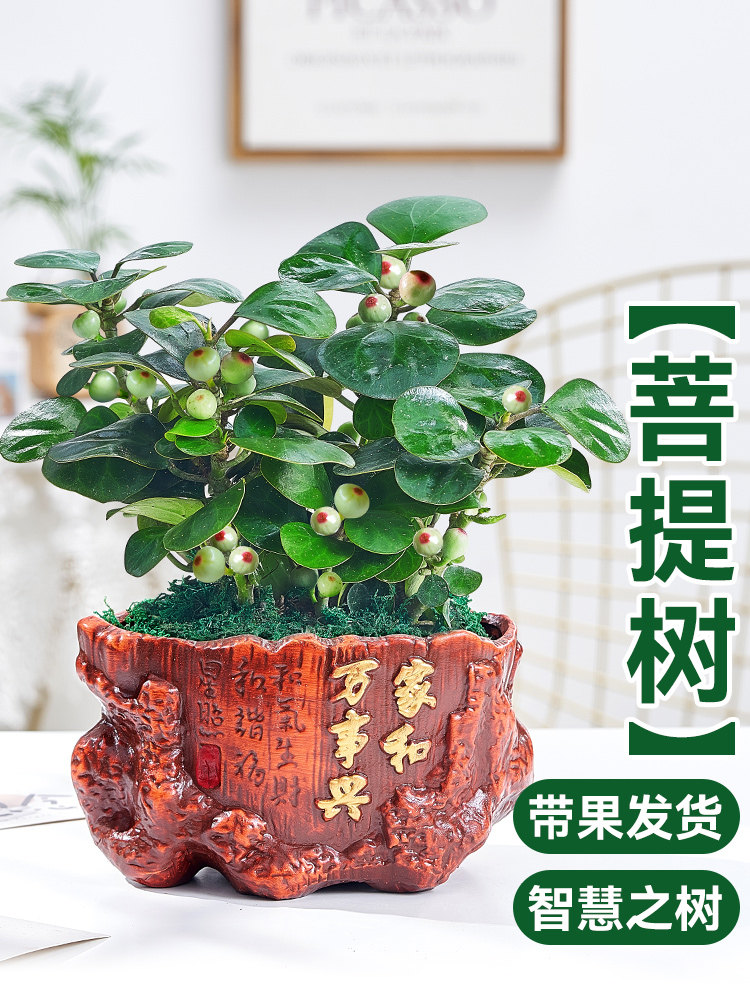 菩提树盆栽盆景花卉植物室内花四季好养活书房办公室绿植小盼菩提