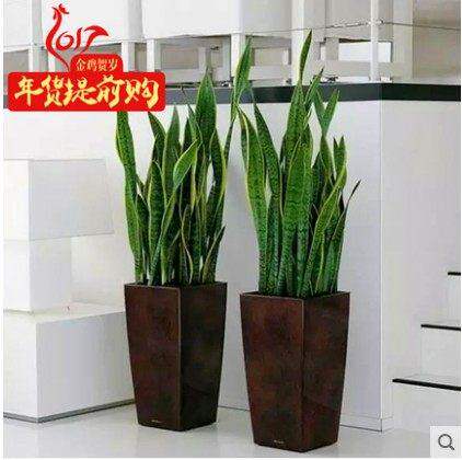 虎皮兰盆栽植物室内虎皮兰大金边虎尾兰植物室内吸甲醛防辐射植物在类目 鲜花速递/花卉仿真/绿植园艺, 花卉/绿植盆栽（新）, 绿植中 - 来自Buy2taobao.com提供专业的淘宝代购服务