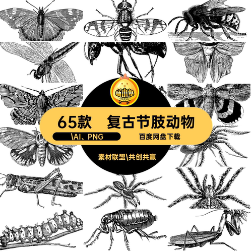 65款昆虫手绘PNG免扣复古苍蝇65款AI65款碟.AI、P