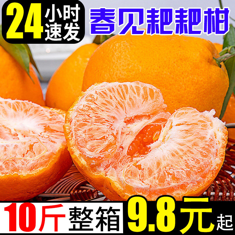 四川春见耙耙柑橘子新鲜10斤桔子当季时令应季水果蜜橘整箱柑橘