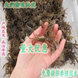 培育杂交大品种大闸蟹幼苗人工养殖鲜活螃蟹苗淡水河蟹稻田蟹10斤