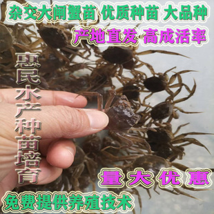 正宗大闸蟹苗活苗淡水蟹苗活苗蟹苗活苗蟹苗活苗蟹苗活苗蟹苗活苗
