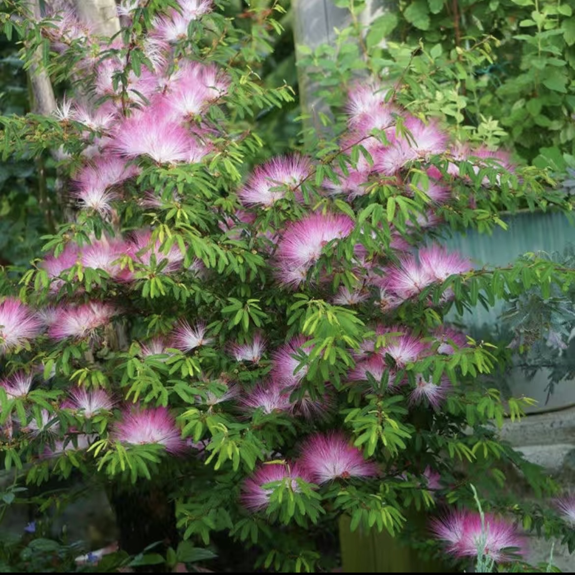 【香水合欢】盆栽花苗庭院常绿灌木观赏性高细叶粉扑花盆造型夏季