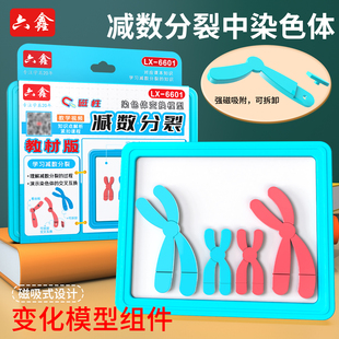 磁吸式染色体减速分裂模型减数分裂中染色体变化模型组件教学仪器