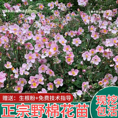 秋牡丹野棉花苗庭院盆栽药用花卉