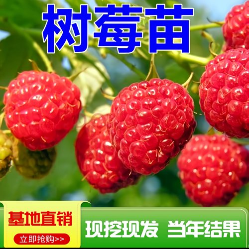 树莓苗覆盆子盆栽地栽双季果树苗