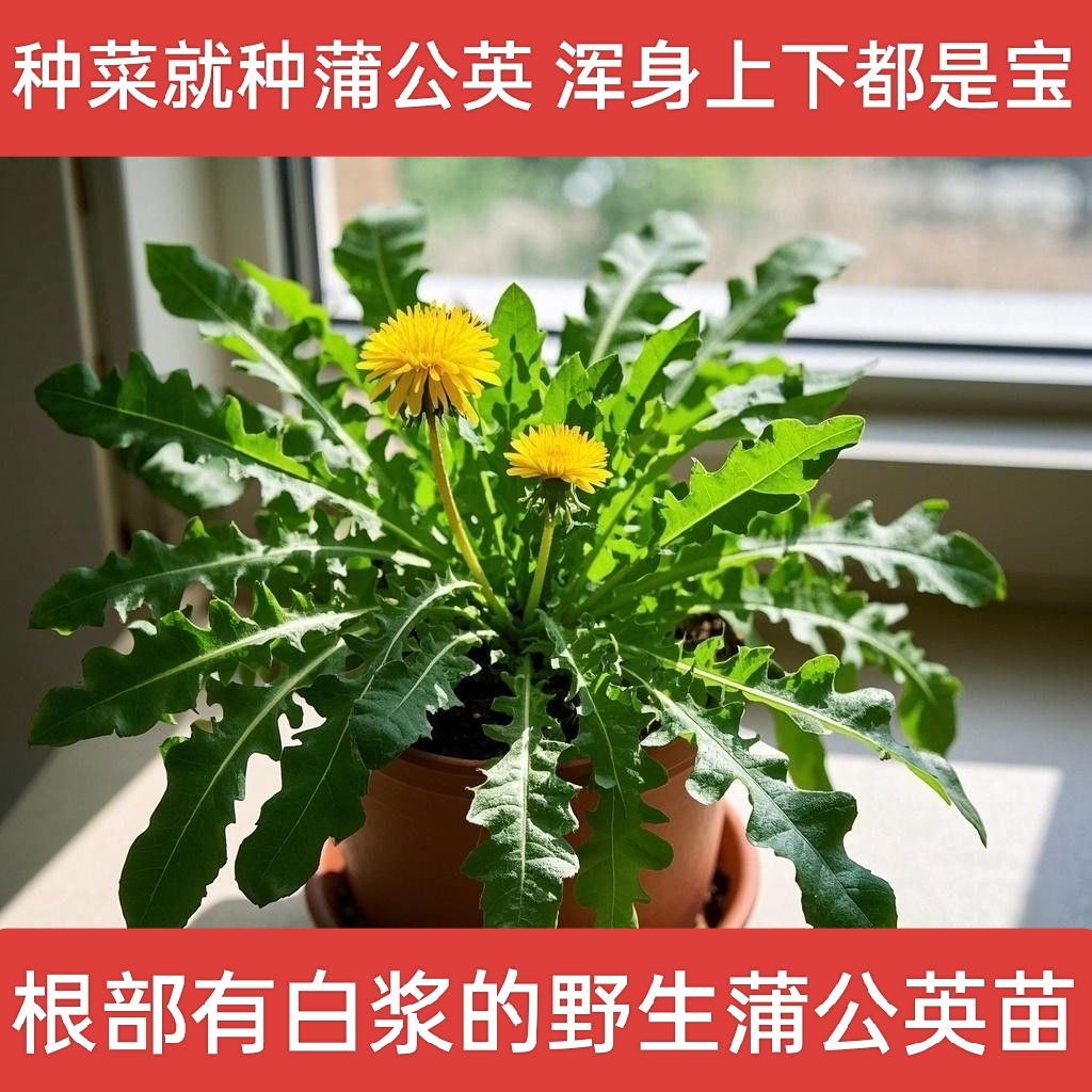 蒲公英种苗根苗盆栽可药用食用观赏中药材茶饮婆婆丁新鲜野生苗
