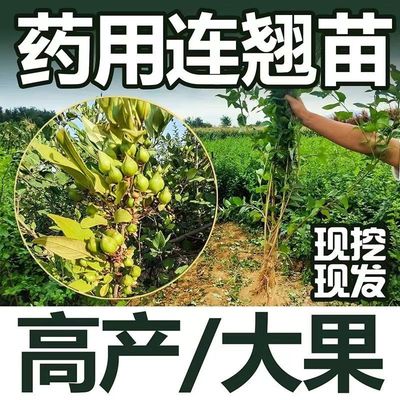 连翘树苗批发卢氏药用高产连翘苗