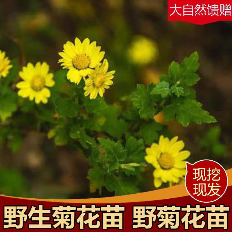 天然野菊花苗四季可种中药材菊花茶食用药用新鲜老桩盆栽清火明目