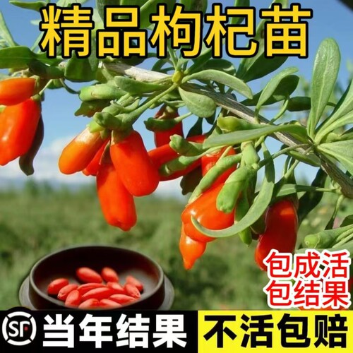 枸杞树苗盆栽食用宁夏枸杞苗盆景