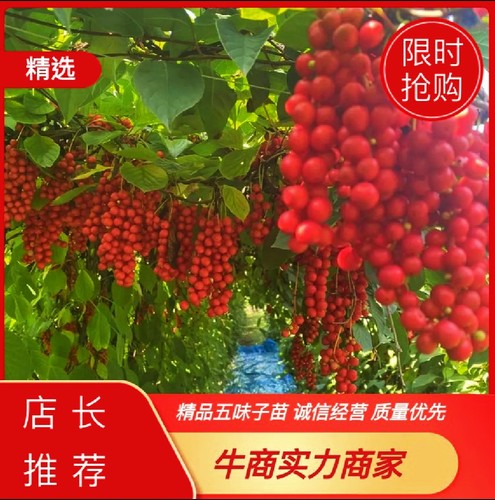 五味子树苗名贵中药材盆栽果树苗