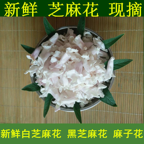 新鲜芝麻花所有5-12月鲜花