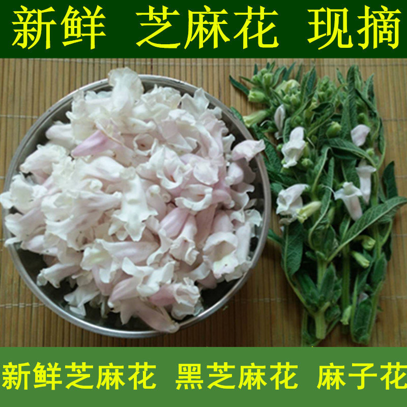新鲜芝麻花 猴子和尤 黑芝麻花 鲜麻子花好用的芝麻花 现摘现发