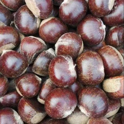 2025年山东高山板栗野生油栗生栗子新鲜毛栗子粟子结婚用栗子好剥