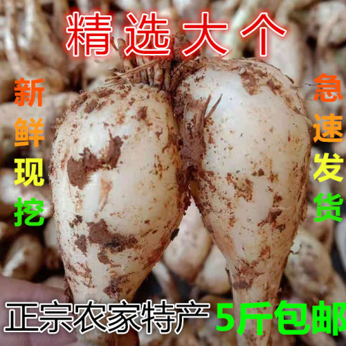 荞头现挖大个江西新鲜蔬菜