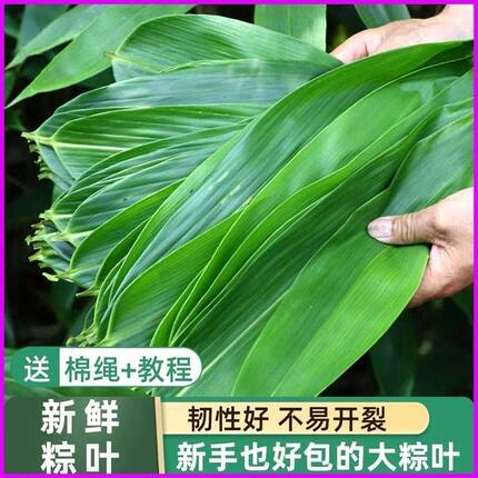 粽叶新鲜粽叶野生箬叶大粽叶天然粽子叶100片家用专用端午包粽子