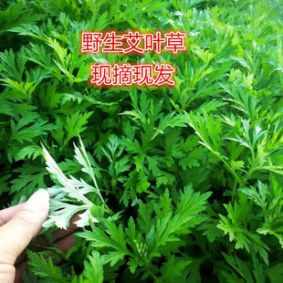 艾叶野生艾叶鲜嫩艾叶现摘现发艾叶草江西正宗艾草食用清明果青团