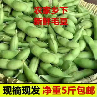 新鲜毛豆当季农家自种江西本地带壳现摘一整箱大青豆当季时令蔬菜