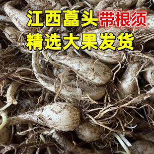 藠头新鲜荞头茭头农家自种叫头现挖带根须可种植当季蔬菜江西特产