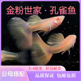 孔雀鱼金粉纯系精品活体纯种包邮水族凤尾礼服莫斯科紫色