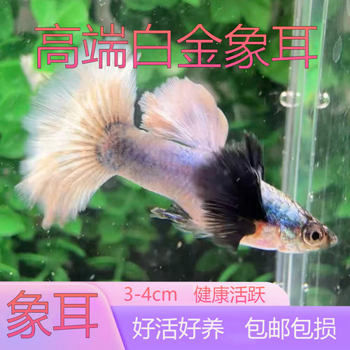 白金象耳孔雀鱼纯系精品活体纯种包邮水族凤尾礼服淡水鱼