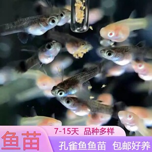 水族孔雀鱼活体鱼苗凤尾幼鱼草缸群游热带观赏淡水刚出生小型鱼