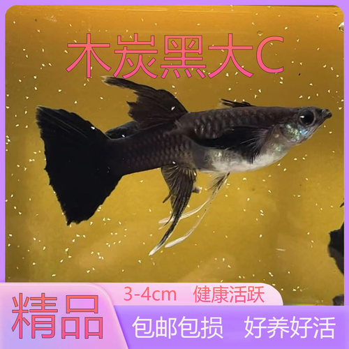 孔雀鱼木炭黑大C纯系精品活体