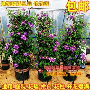 铁线莲大苗 盆栽藤本爬藤花卉重瓣阳台庭院植物带盆发货
