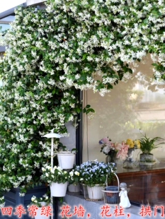 庭院爬藤植物 风车茉莉盆栽花苗阳台室内四季常青络石藤