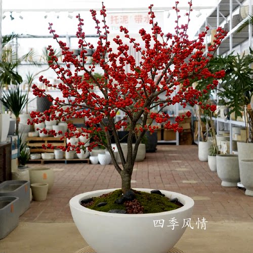 北美冬青盆栽红果冬青盆景庭院盆栽欧洲红豆果带果发货