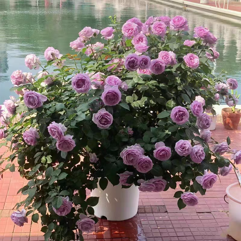 荷兰果汁阳台玫瑰花苗灌木月季露台盆栽花卉浓香四季开花室内绿植