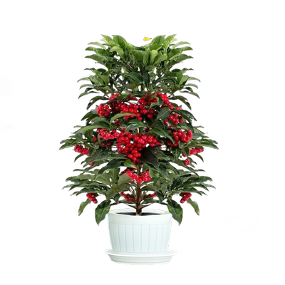 带果发货富贵子年宵花卉