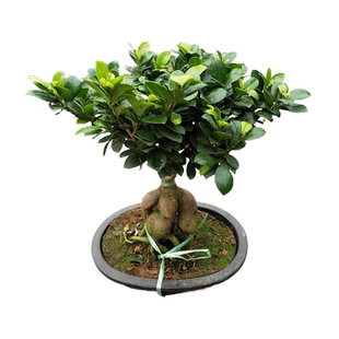 大型人参榕树盆景榕树苗大盆栽S形小叶金钱榕树室内植物四季好养