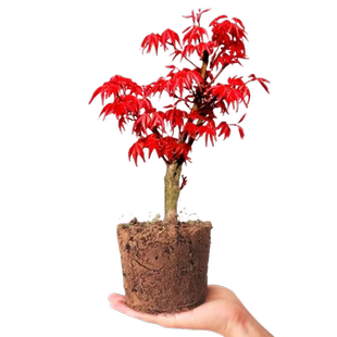 【带红叶】日本红枫盆景老桩黄金枫盆栽树苗四季好养活红舞姬树苗