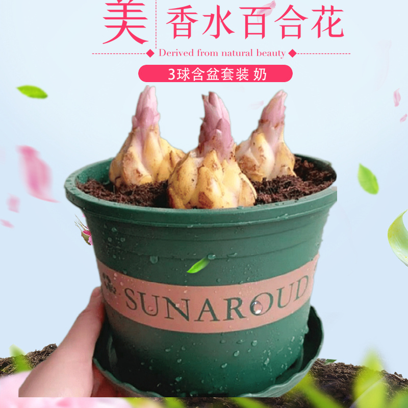进口香水百合种球大球百合花盆栽带芽四季花卉重瓣百合花水培植物