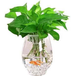 客厅大号玻璃花瓶透明绿萝水培花盆富贵竹水养植物器皿花鱼共养