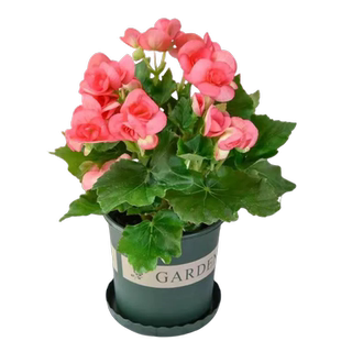 【带花苞】玫瑰海棠盆栽重瓣丽格海棠花苗四季室内好养花卉植物