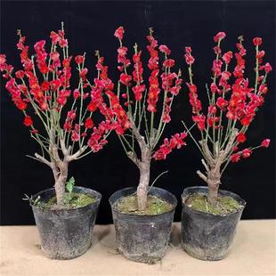 红梅花盆栽树苗原生老桩绿梅盆景庭院绿植物浓香花卉耐寒四季腊梅