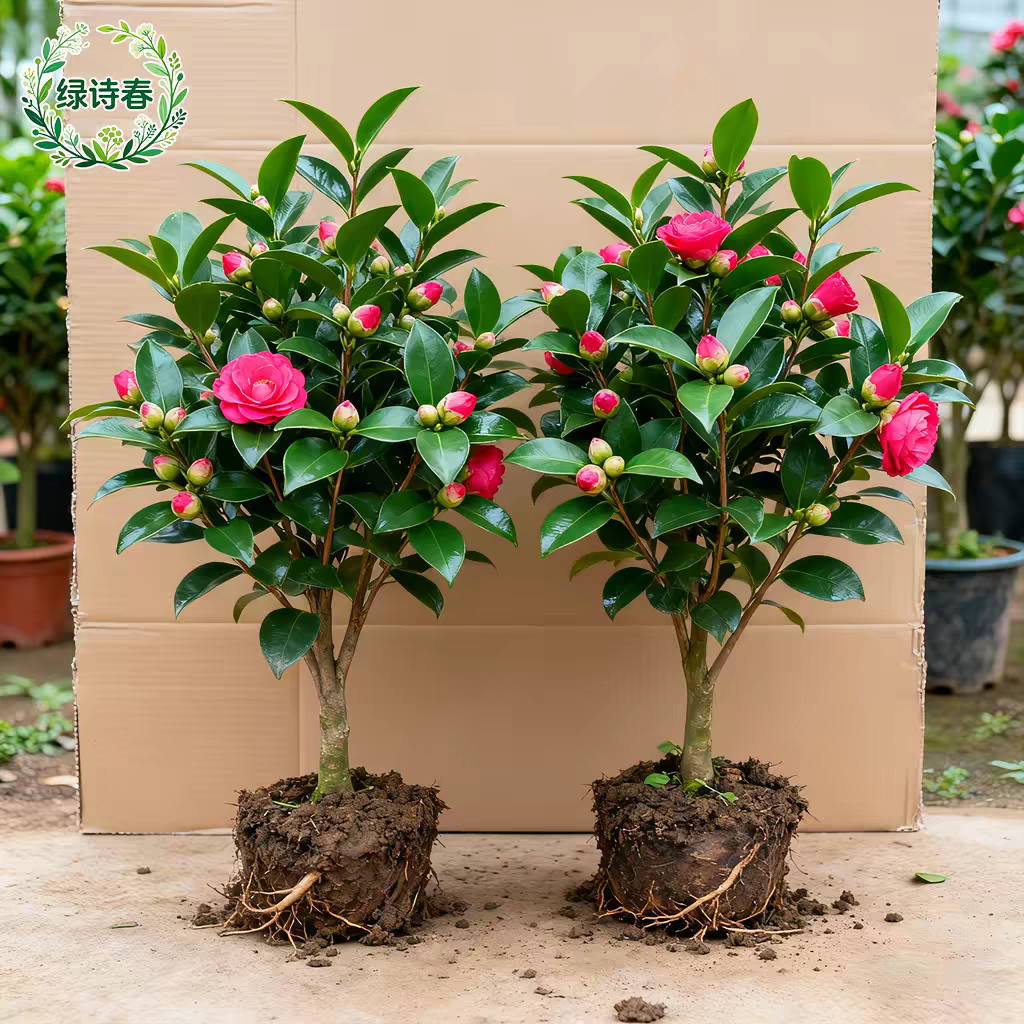 四季茶花树苗带花苞盆栽香妃山茶花室内绿植红赤丹花四季常青好养图片