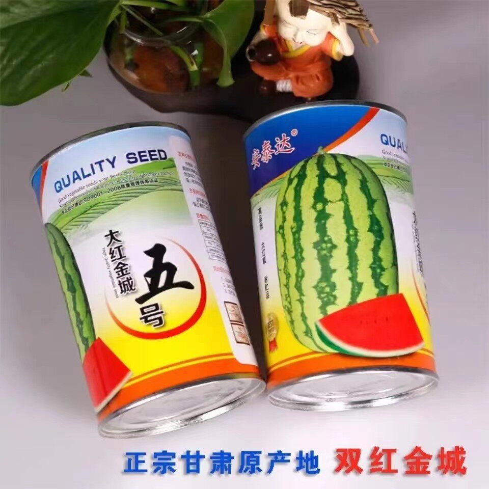 大红金城五号西瓜种子甘肃原产中熟椭圆皮韧双红瓤高产不空心正品