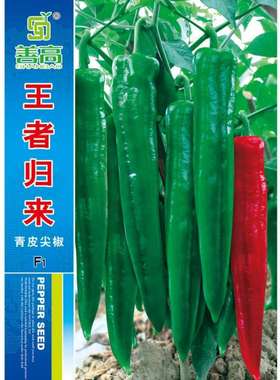 一代杂交辣椒种子深绿色牛角尖椒高产抗病善椒大果绿剑青大棚露地