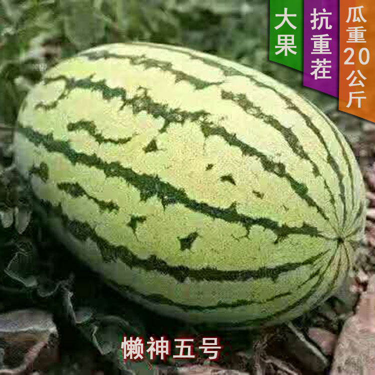特大西瓜种子懒神五号抗病耐重茬高产瓜大汁多瓤红甜嫩金城5号类